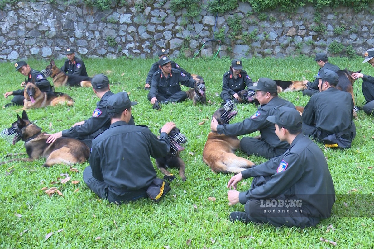 Huấn luyện chó nghiệp vụ nơi thao trường nắng gió Huan luyen cho nghiep vu noi thao truong nang gio