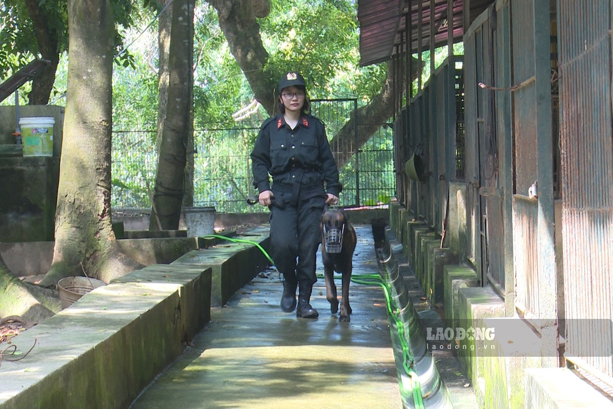 Huấn luyện chó nghiệp vụ nơi thao trường nắng gió - Hình 2 Huan luyen cho nghiep vu noi thao truong nang gio-Hinh-2