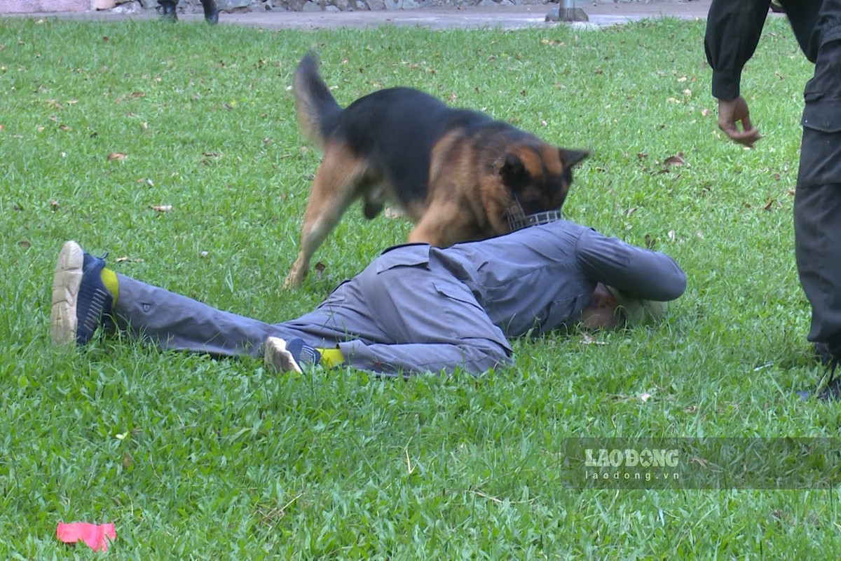 Huấn luyện chó nghiệp vụ nơi thao trường nắng gió - Hình 4 Huan luyen cho nghiep vu noi thao truong nang gio-Hinh-4