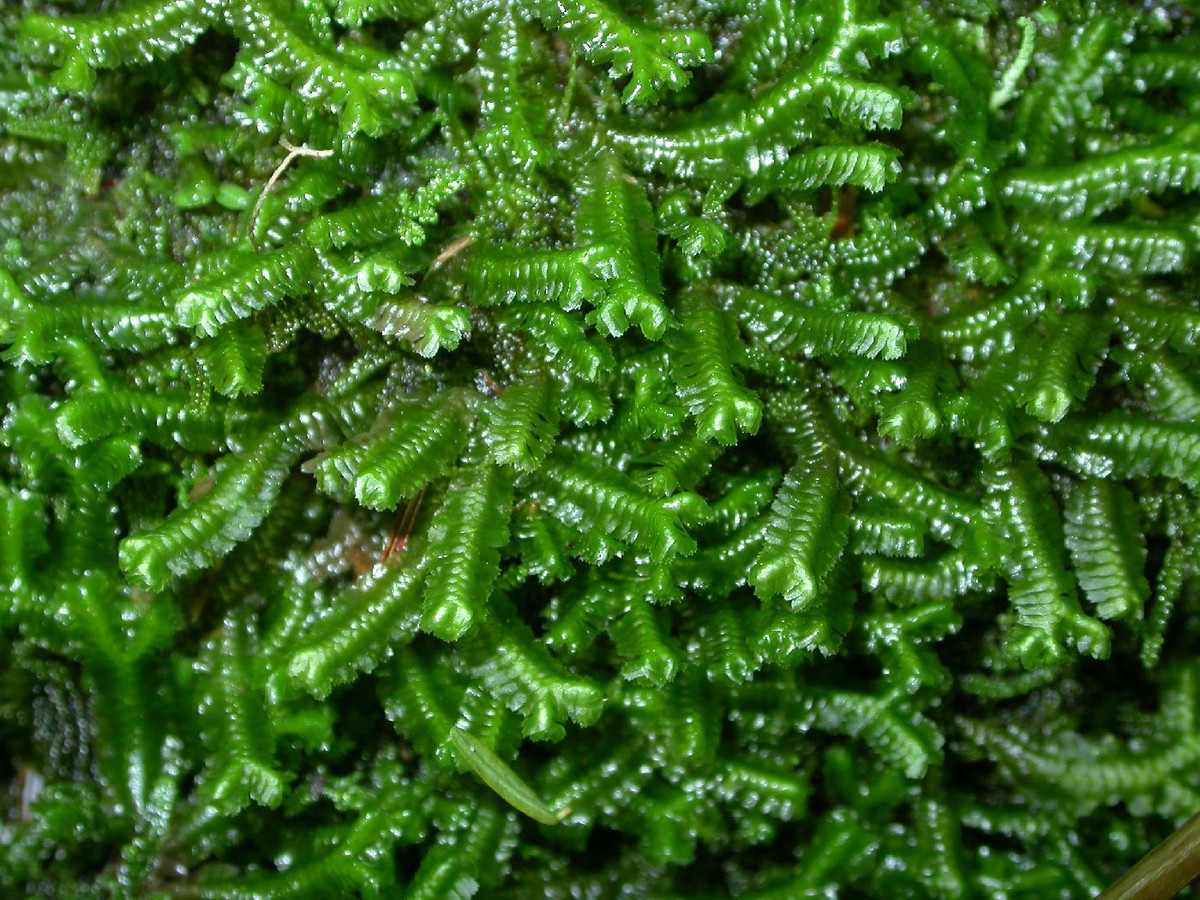 Rêu tản sâu bướm (Bazzania trilobata) mọc thành ụ ở các khu rừng ẩm ướt, có các lá chính lợp vào nhau và uốn cong như hình thù con sâu bướm.