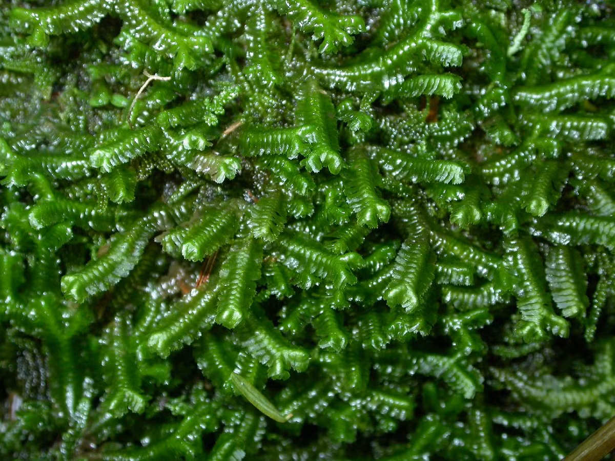 Rêu tản sâu bướm (Bazzania trilobata) mọc thành ụ ở các khu rừng ẩm ướt, có các lá chính lợp vào nhau và uốn cong như hình thù con sâu bướm.