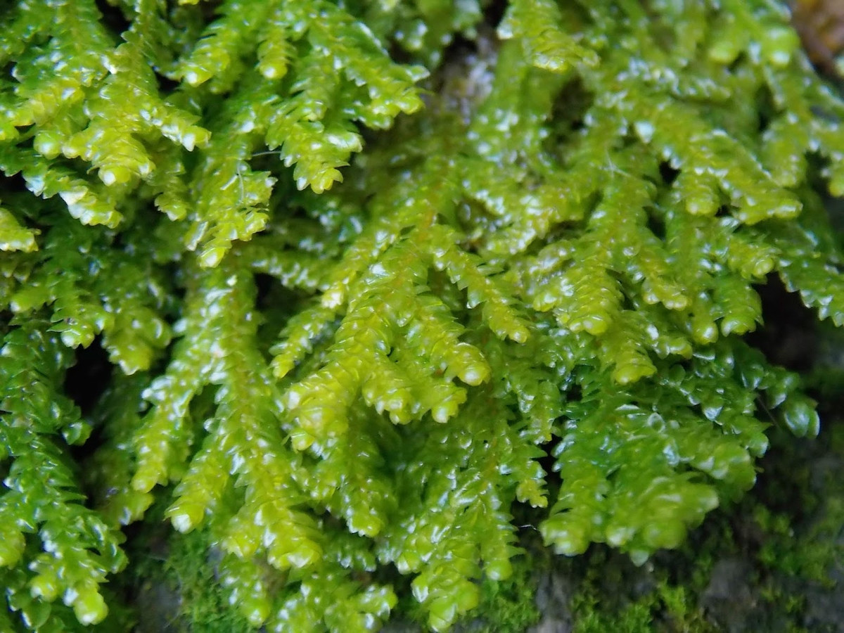 Rêu tản vảy mến tường (Porella platyphylla) mọc ở các sinh cảnh đa dạng, từ rừng đến các vách tường. Các lá chính của chúng mọc lợp lên nhau như một bộ vảy.