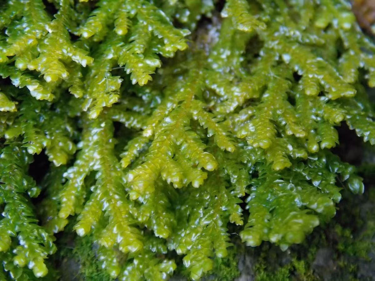 Rêu tản vảy mến tường (Porella platyphylla) mọc ở các sinh cảnh đa dạng, từ rừng đến các vách tường. Các lá chính của chúng mọc lợp lên nhau như một bộ vảy.