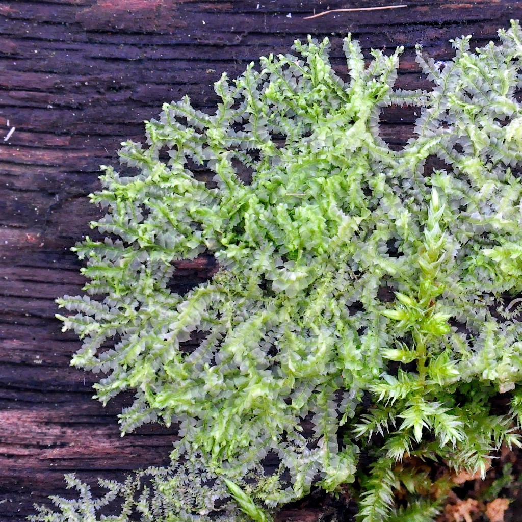 Rêu tản khác lá (Lophocolea heterophylla) thường mọc trên các gốc cây bị đốn và gỗ mục. Loài rêu rản trong mờ này có hai hàng lá chính với đầu lá tròn hoặc khía răng cưa.