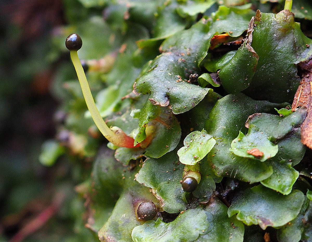 Rêu tản búi (Pellia epiphylla) thường kết thành mảng lớn trên than bùn và đá tảng ẩm ướt. Chúng sản sinh các nang chứa bào tử màu đen trên cuống mảnh màu trắng.