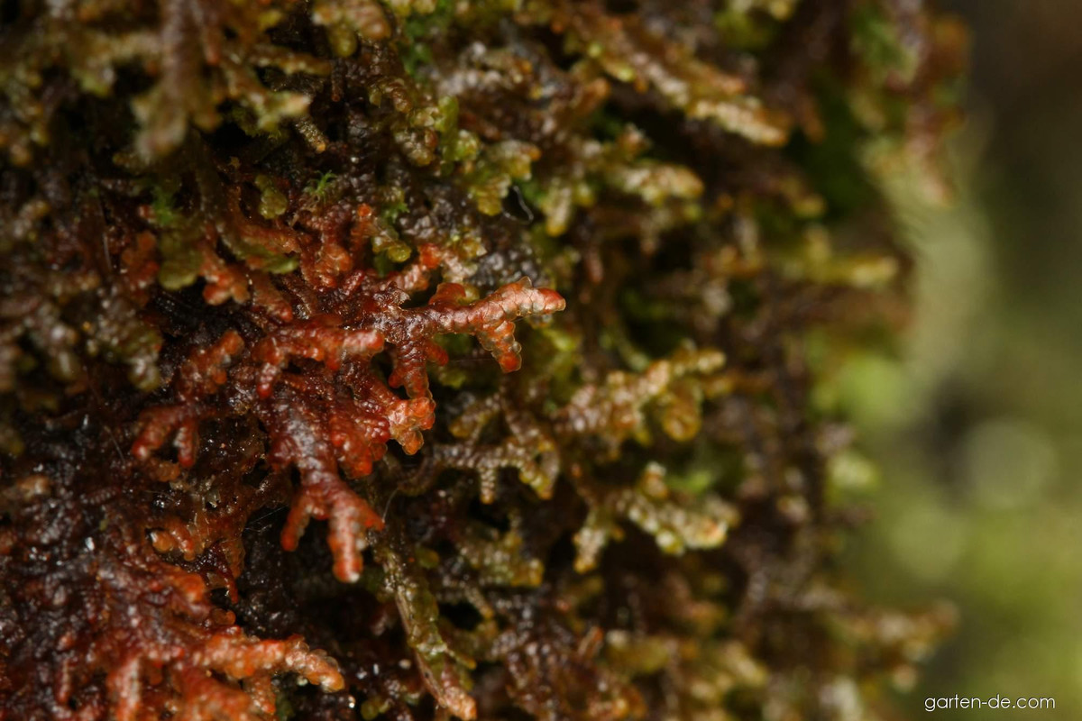 Rêu tản vảy nâu tía (Frullania tamarisci) có màu nâu tía đặc trưng, mọc thành thảm trên thân cây và đá. Lá chính của chúng có các thùy nhỏ lõm xuống để giữ nước.