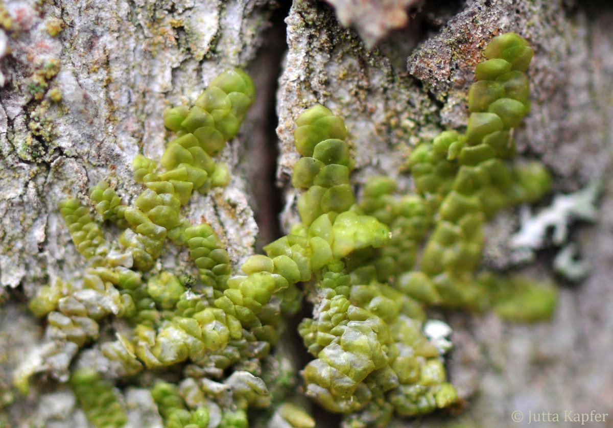 Rêu tản vảy đều (Radula complanata) có lá dạng vảy, màu xanh nhạt đến nâu, mọc bò trên các bề mặt có nhiều ánh sáng tự nhiên như thân cây và tảng đá ven biển.