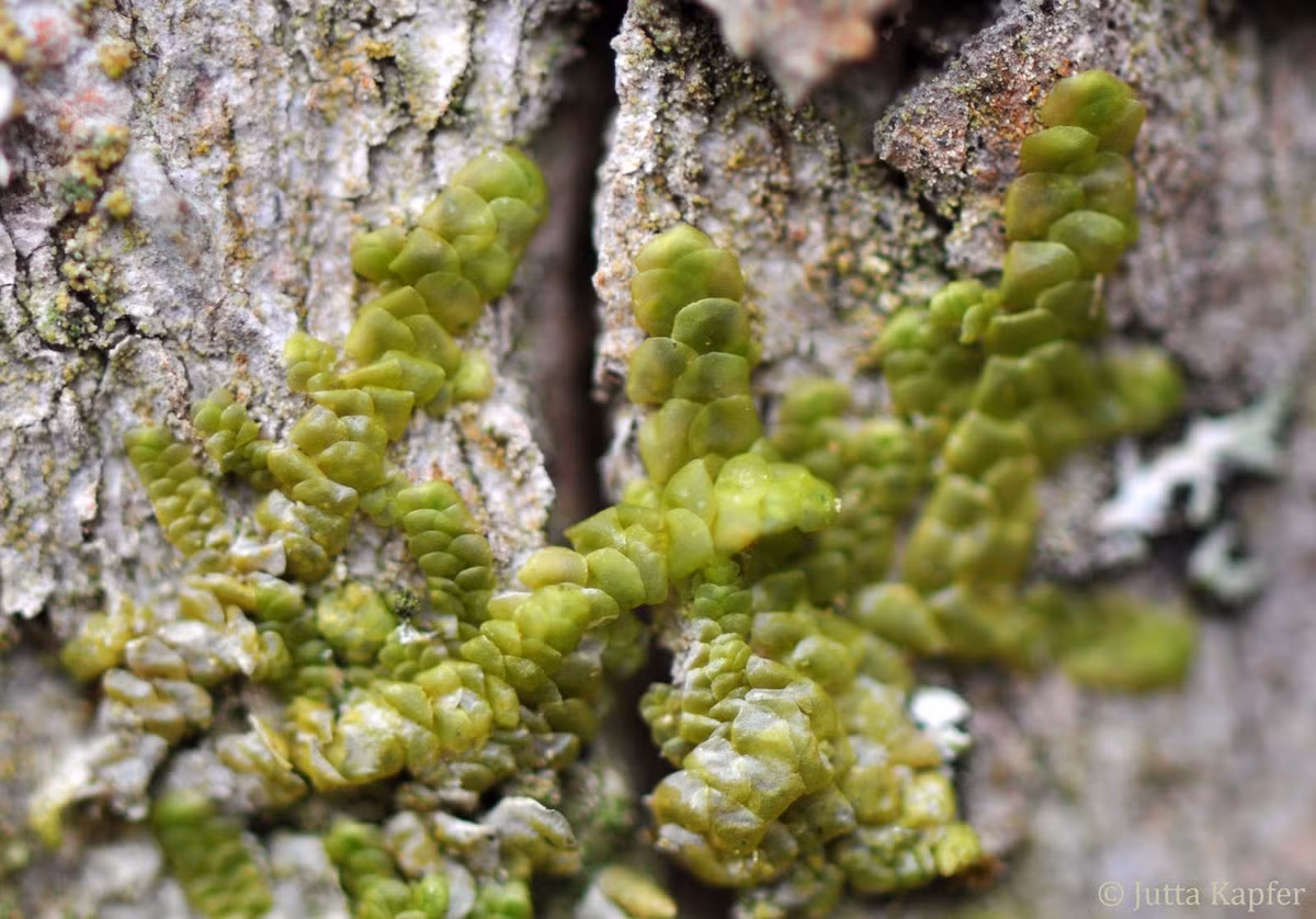 Rêu tản vảy đều (Radula complanata) có lá dạng vảy, màu xanh nhạt đến nâu, mọc bò trên các bề mặt có nhiều ánh sáng tự nhiên như thân cây và tảng đá ven biển.