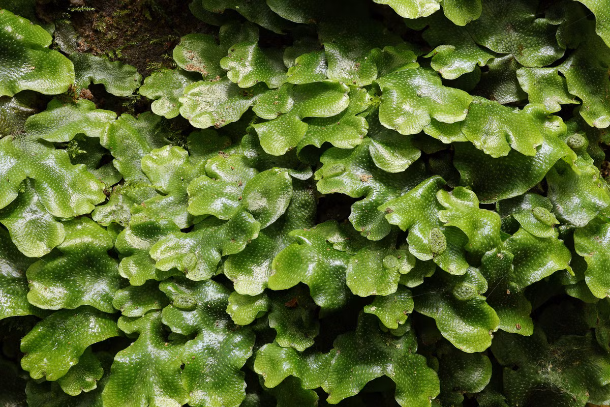 Rêu rắn (Conocephalum conicum) phân bố trên khắp thế giới, thường được bắt gặp ở những tảng đá cạnh suối và những nơi ẩm ướt khác. Chúng có hình dải, mặt trên bóng láng, lốm đốm những khoang khí nhỏ trong mờ.