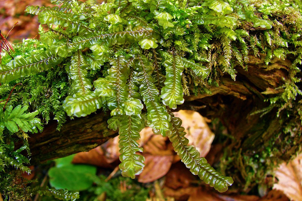 Rêu tản lông vũ (Plagiochila asplenioides) mọc trên các tảng đá và mặt đất có bóng mát, đặc biệt là trên đá phấn và đá vôi. Chúng mọc thành búi tỏa rộng như các loài thuộc ngành Rêu.