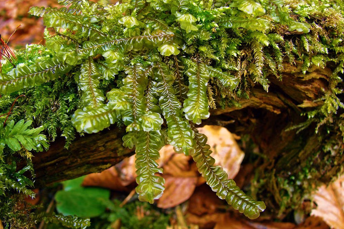 Rêu tản lông vũ (Plagiochila asplenioides) mọc trên các tảng đá và mặt đất có bóng mát, đặc biệt là trên đá phấn và đá vôi. Chúng mọc thành búi tỏa rộng như các loài thuộc ngành Rêu.
