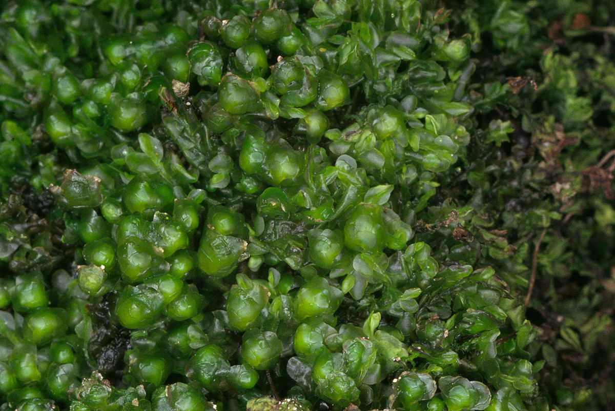 Rêu tản lá dẹt (Nardia compressa) thường mọc dọc theo các con suối trên núi, kết thành các thảm rộng gồm nhiều thân rêu xếp lợp lên nhau. Chúng có hai hàng lá chính hình tròn ép vào nhau.