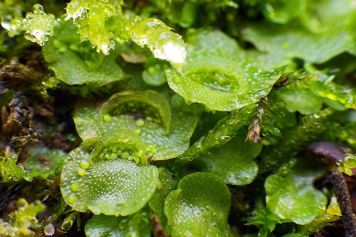 Rêu tản khuyết vành (Lunularia cruciata) thường được nhìn thấy trong vườn và nhà kính, có hình dải màu lục sáng với cơ quan sinh sản đặc trưng (chén truyền thể) trông như những móng tay nhỏ.