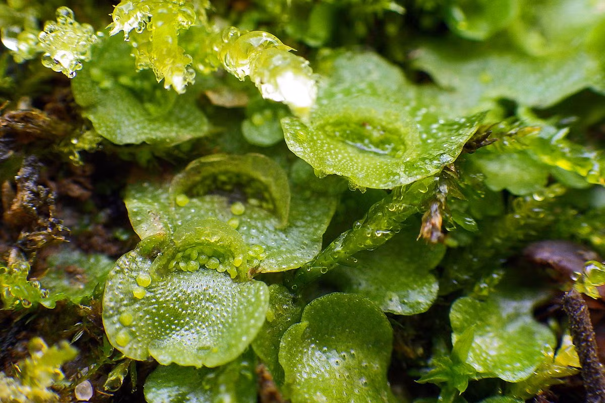 Rêu tản khuyết vành (Lunularia cruciata) thường được nhìn thấy trong vườn và nhà kính, có hình dải màu lục sáng với cơ quan sinh sản đặc trưng (chén truyền thể) trông như những móng tay nhỏ.