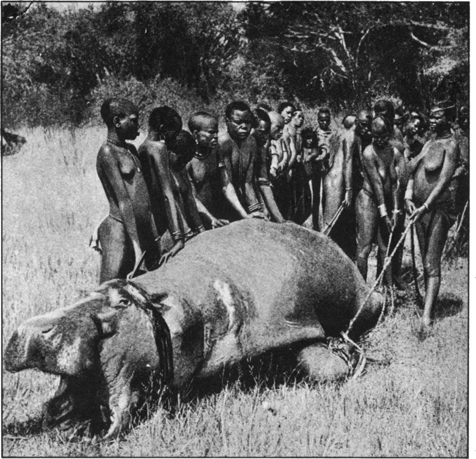 Phụ nữ của bộ tộc Kavirondo, Kenya, đảm nhận vai trò săn bắn trong cộng đồng. Họ vừa hạ một con hà mã nặng 2 tấn.