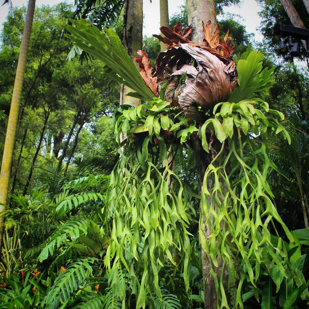 Cây ổ rồng (Platycerium bifurcatum) dài khoảng 90 cm, được tìm thấy ở Indonesia và Australia. Loài dương xỉ hình thù kỳ lạ này này mọc trên các thân cây gỗ, có lá sinh dưỡng hình quả thận và lá sinh sản tỏa rộng dạng gạc hươu.