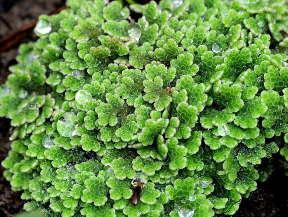 Bèo hoa dâu (Azolla filiculoides) dài khoảng 1,5 cm, là loài dương xỉ nổi trên mặt nước, có lá mọc ken sát thành thảm, nhanh chóng lan rộng trên bề mặt ao hồ. Nó phổ biến ở các vùng khí hậu ấm nóng trên thế giới.