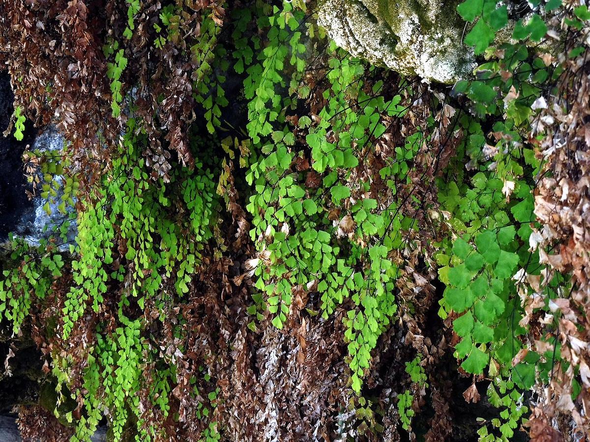 Cây ráng vệ nữ (Adiantum capillus-veneris) cao khoảng 30 cm, phân bố rộng khắp thế giới. Loài cây này thường mọc trong các kẽ nứt của núi đá vôi hay tường đá, có lá nhỏ trong mờ màu xanh nhạt, cuống đen mảnh như sợi tóc.