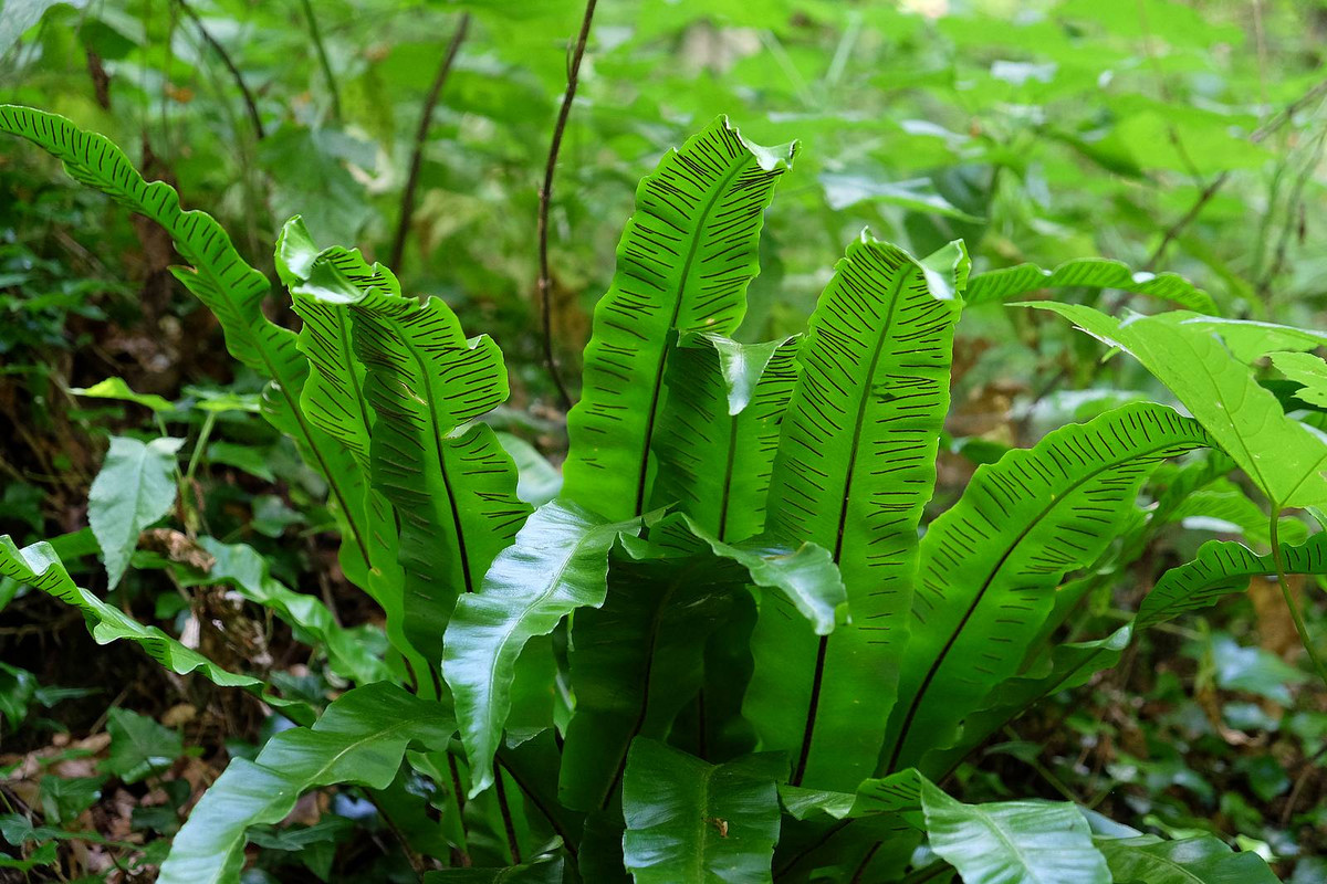 Cây tổ điều lưỡi hươu (Asplenium scolopendrium) cao khoảng 60 cm, mọc hoang ở châu Âu, Tây Á và Bắc Mỹ, ngày nay được trồng làm cảnh ở nhiều nơi. Lá loài cây này không phân thủy mà có hình dải sáng bóng.
