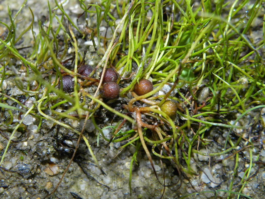 Cỏ bợ đầm lầy (Pilularia globulifera) cao khoảng 10 cm, thường mọc thành lùm trông như búi cỏ ở Tây Âu. Bào tử của loài dương xỉ này phát triển trên mặt đất trong các nang có hình viên tròn.
