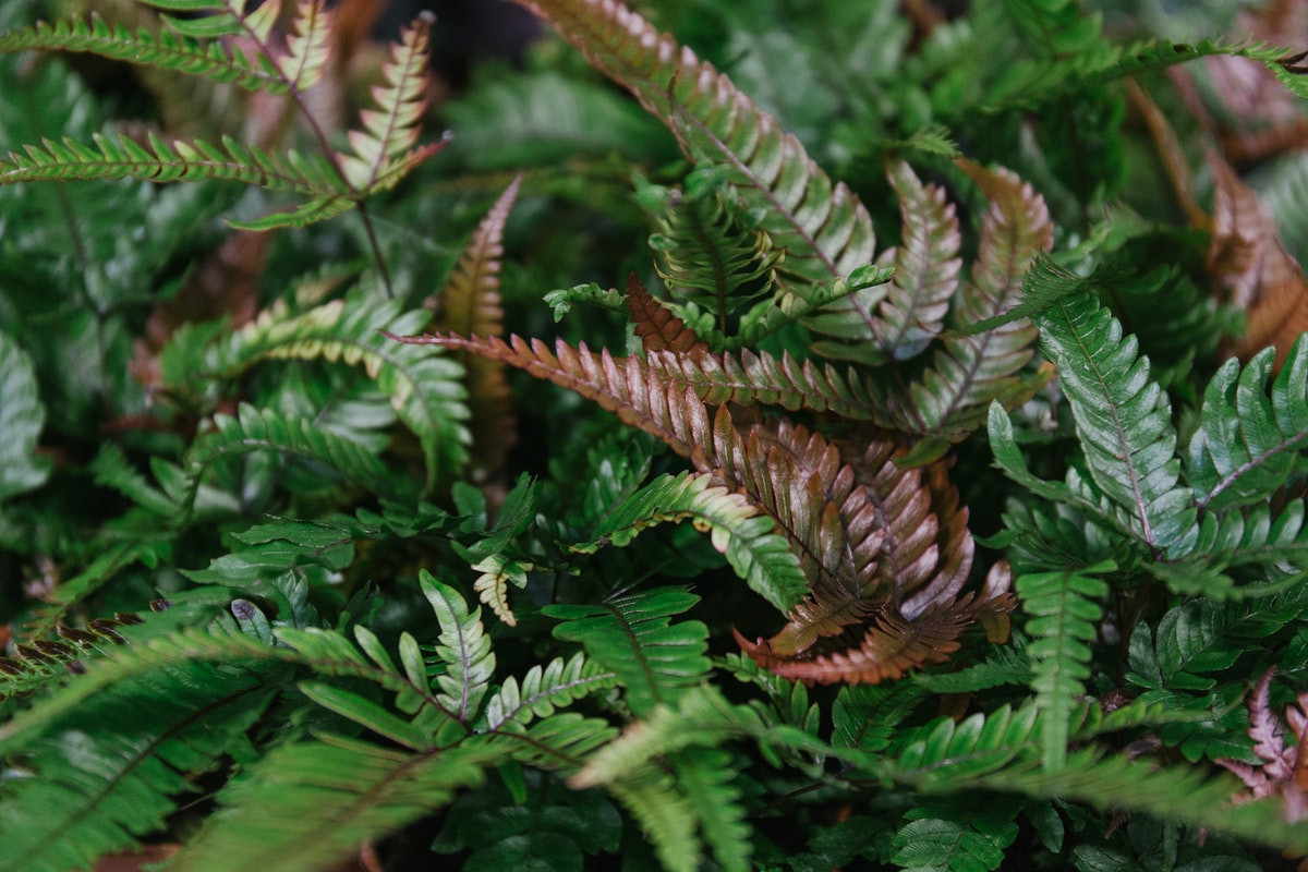 Cây ráng seo gà đổi màu (Pteris tricolor) cao khoảng 60 cm, có nguồn gốc từ Malaysia. Loài cây này có sự biến đổi màu sắc khác thường, từ màu tía khi lá còn non đến màu xanh óng khi phát triển đầy đủ.