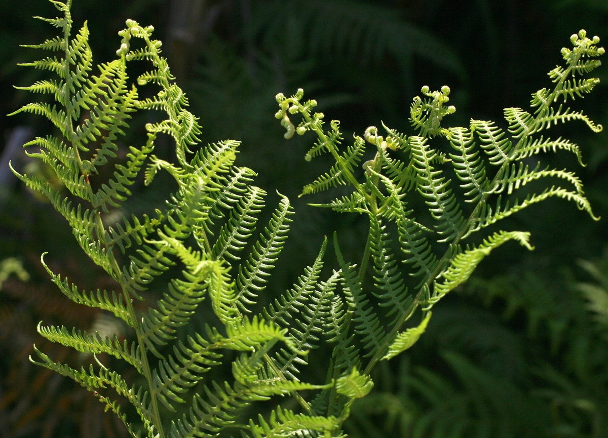 Cây ráng đại dực (Pteridium aquilinum) cao 2 mét, phân bố ở tất cả các lục địa trừ Nam Cực. Sinh trưởng mạnh mẽ nhờ các thân rễ ngầm dưới đất, loài cây này thường lụi đi vào mùa đông và nảy chồi lá mới vào mùa xuân.