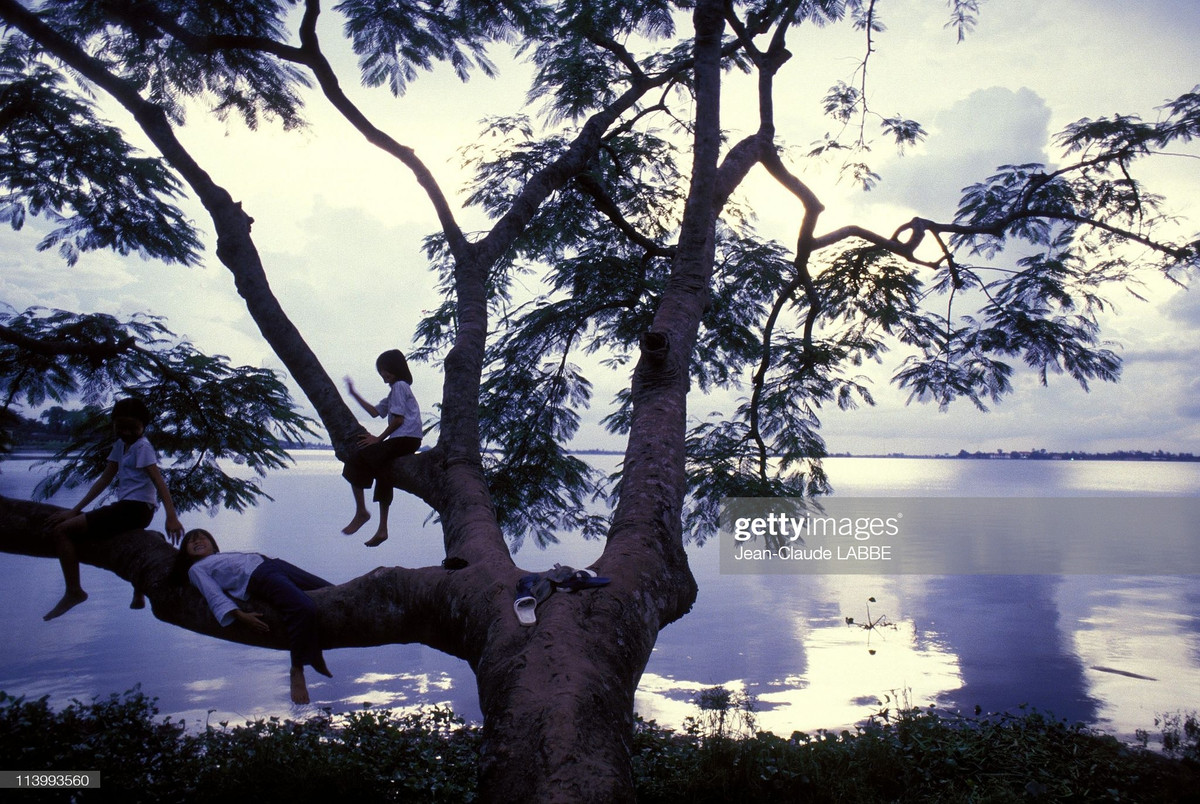 Các thiếu niên trên gốc phượng vĩ cổ thụ bên hồ Tây.
