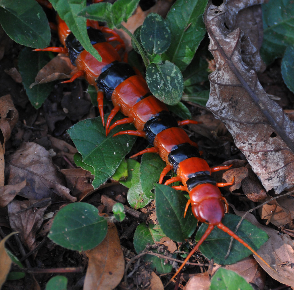 Rết hổ lớn (Scolopendra hardwickei) dài 20-25 cm, phân bố ở Ấn Độ. Như các loài rết khổng lồ thuộc chi Scolopendra khác, màu sắc rực rỡ của loài động vật nhiều chân này là sự cảnh báo về nọc độc mạnh của chúng.