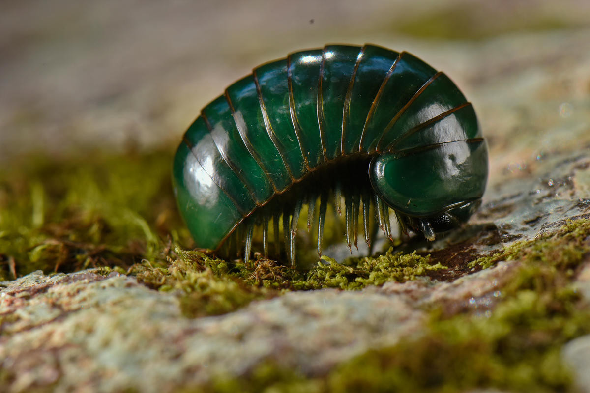 Sâu đá đen lớn (Zoosphaerium sp.) là một nhóm sâu đá bản địa Madagascar. Loài thường gặp có màu xanh xám, dài 3-4 cm. Các loài sâu đá có thể cuộn tròn như viên bi khi bị quấy nhiễu.