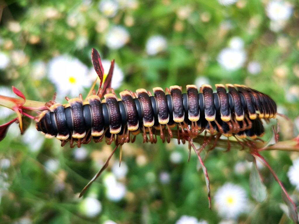 Cuốn chiếu mai Tanzania (Coromus diaphorus) dài 4-6 cm, là loài cuốn chiếu sống ở vùng nhiệt đới Đông Phi. Chúng không có mắt, bề mặt sáng bóng, có chỗ lõm điển hình ở các loài cuốn chiếu lưng phẳng.