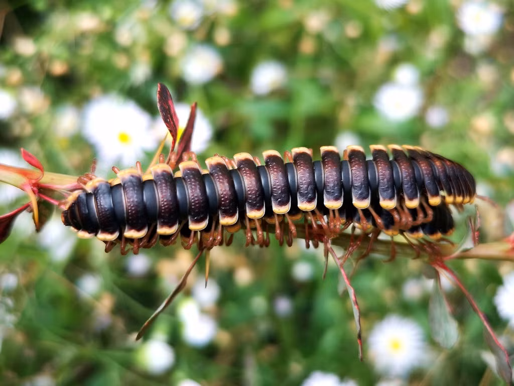 Cuốn chiếu mai Tanzania (Coromus diaphorus) dài 4-6 cm, là loài cuốn chiếu sống ở vùng nhiệt đới Đông Phi. Chúng không có mắt, bề mặt sáng bóng, có chỗ lõm điển hình ở các loài cuốn chiếu lưng phẳng.