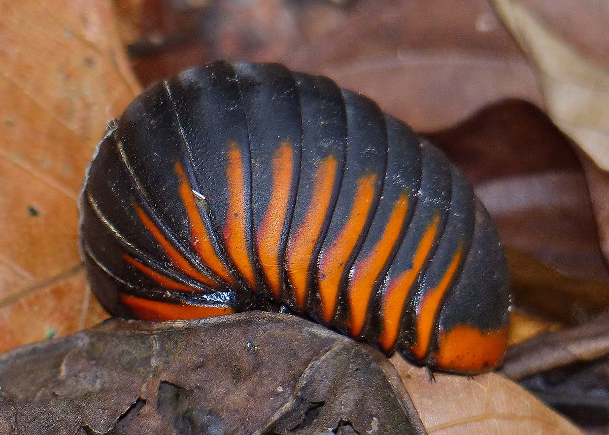 Sâu đá nâu lớn (Zephronia sp.) là một nhóm gồm 6 loài sâu đá sống ở Borneo. Chúng dài 4-5 cm, cơ thể có 13 đốt thay vì 12 đốt như các nhóm sâu đá khác.
