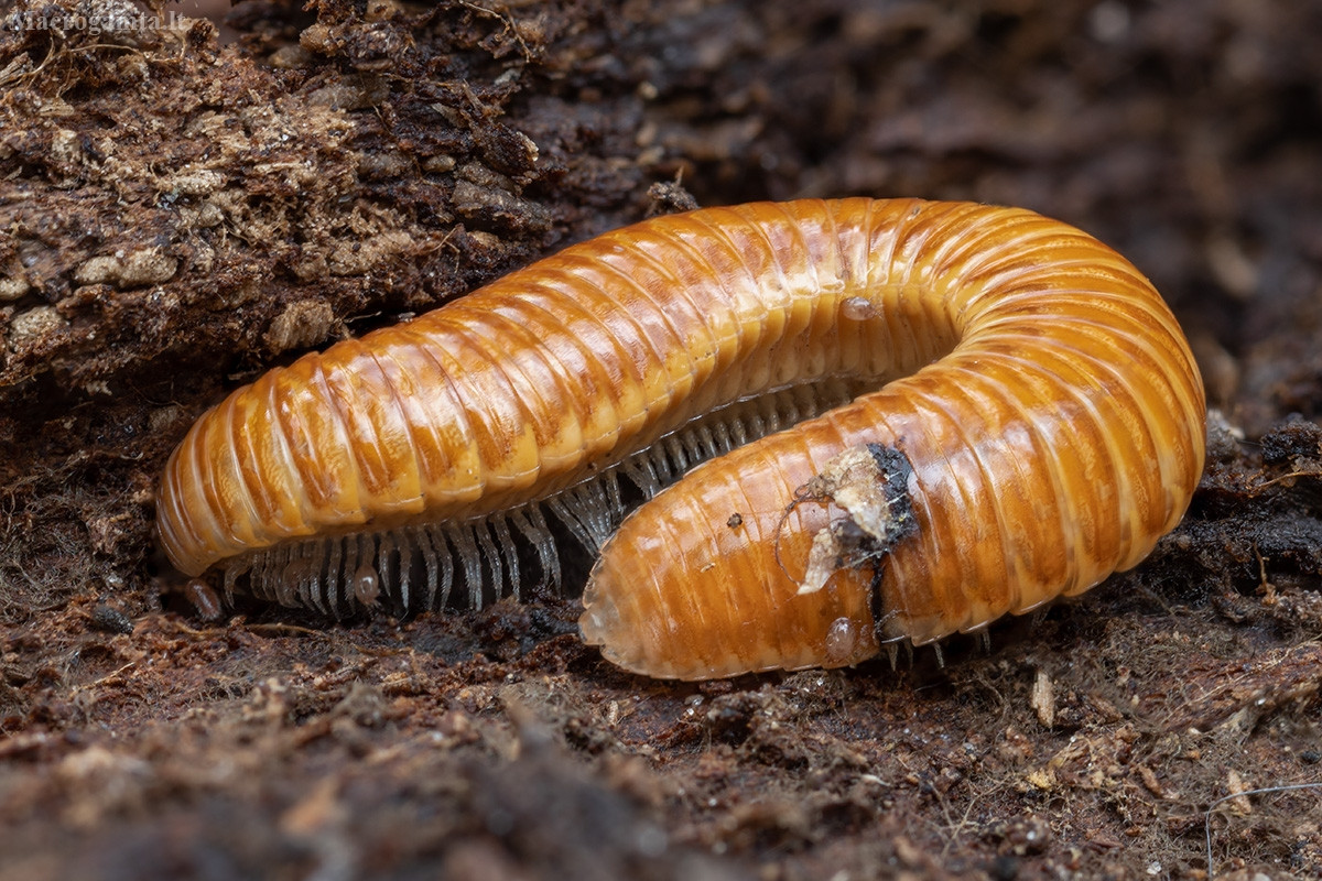 Cuốn chiếu khoan (Polyzonium germanicum) dài 0,5-1,8 cm, là loài cuốn chiếu tương đối nguyên thủy, phân bố rải rác ở châu Âu. Chúng sống trong rừng và khi cuộn lại thì trông giống vảy cứng của chồi cây sồi.