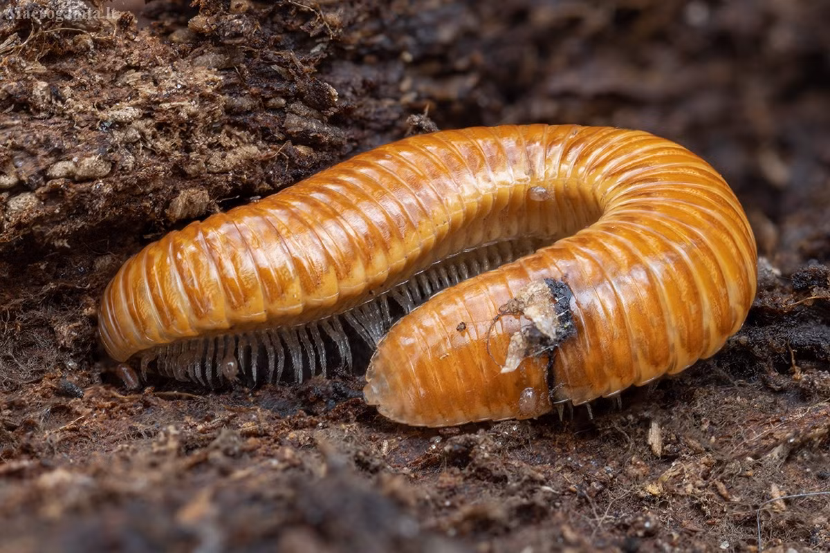 Cuốn chiếu khoan (Polyzonium germanicum) dài 0,5-1,8 cm, là loài cuốn chiếu tương đối nguyên thủy, phân bố rải rác ở châu Âu. Chúng sống trong rừng và khi cuộn lại thì trông giống vảy cứng của chồi cây sồi.