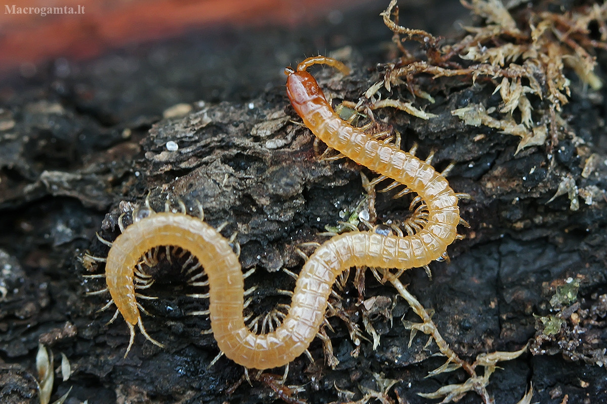 Rết đất vàng (Geophilus flavus) dài 2-3,5 cm, là loài rết sống trong đất có nguồn gốc châu Âu, đã xâm nhập vào nhiều lục địa khác nhau. Chúng thuộc họ Geophilidae, có nhiều đốt hơn (nên có nhiều chân hơn) các loài rết khác.
