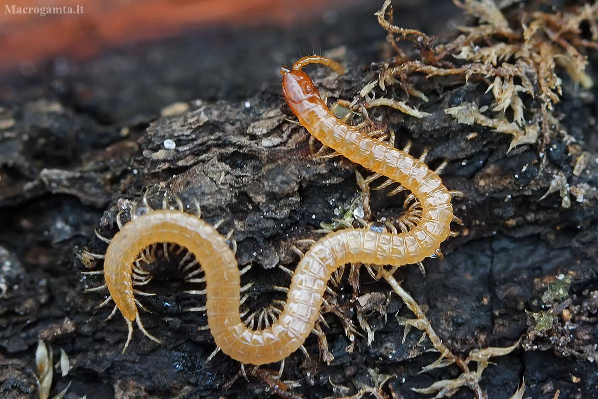 Rết đất vàng (Geophilus flavus) dài 2-3,5 cm, là loài rết sống trong đất có nguồn gốc châu Âu, đã xâm nhập vào nhiều lục địa khác nhau. Chúng thuộc họ Geophilidae, có nhiều đốt hơn (nên có nhiều chân hơn) các loài rết khác.