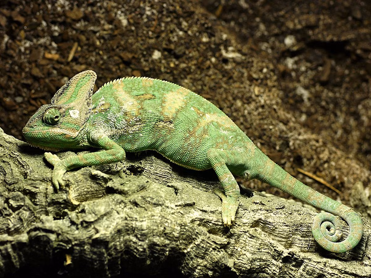 Tắc kè hoa che mạng (Chamaeleo calyptratus) dài 60 cm, phân bố ở vùng bờ biển phía Nam báo đảo Ả Rập. Con đực ở loài này có mào trên đầu lớn hơn nhiều so với con cái. Chúng thường có hai màu vàng và xanh.