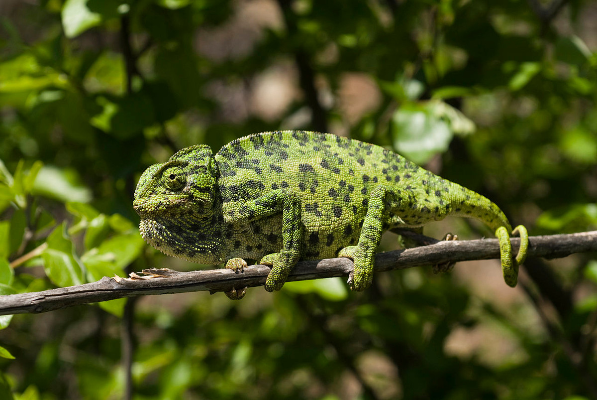 Tắc kè hoa Địa Trung Hải (Chamaeleo chamaeleon) dài 30 cm, thường ẩn nấp trong các bụi cây ở Bắc Phi và quanh vùng Địa Trung Hải. Loài này thường có màu xanh hoặc nâu với hoa văn lốm đốm đặc trưng.