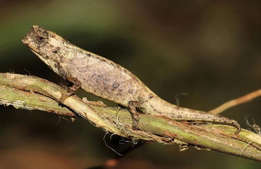 Tắc kè hoa Nosy Hara (Brookesia micra) dài 2,9 cm, được phát hiện trên một đảo hoang ở khu vực bán đảo Nosy Hara, Madagascar năm 2007. Đây là loài bỏ sát nhỏ nhất thế giới từng được ghi nhận. Chúng có màu sắc giống vỏ cây.