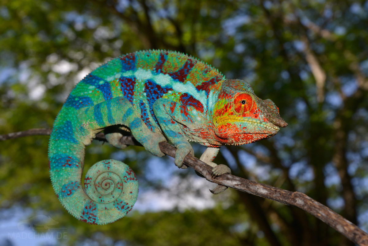 Tắc kè hoa báo (Furcifer pardalis) dài 56 cm, là loài đặc hữu ở các khu rừng khô Madagascar. Có tập tính bảo vệ lãnh thổ quyết liệt, con đực của loài này sẽ chuyển từ màu xanh sang đỏ cam toàn thân để cảnh báo kẻ thù.