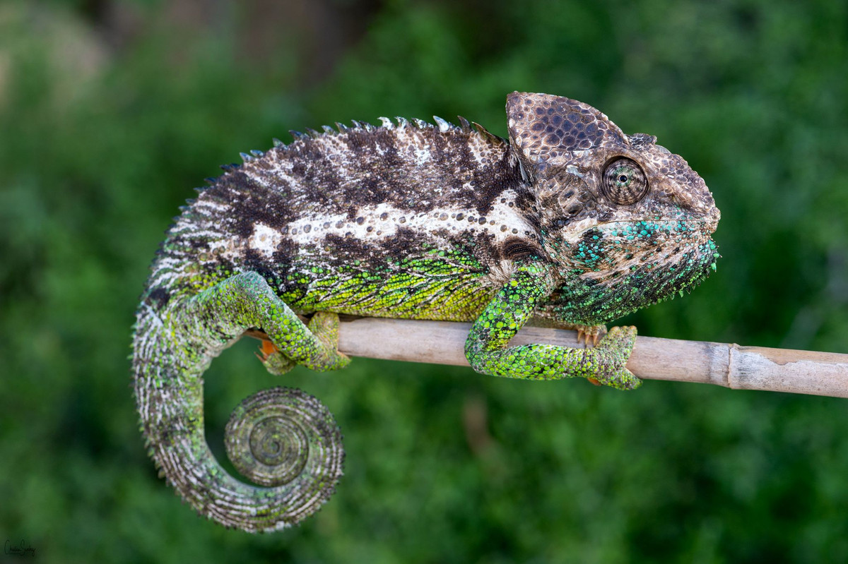 Tắc kè hoa gai lớn (Furcifer verrucosus) dài 50 cm, là động vật bản địa ở vùng khí hậu ẩm ven biển Madagascar. Ở trạng thái bình thường chúng có màu xám và xanh lá, được nhận dạng nhờ hàng gai nhọn trên lưng.