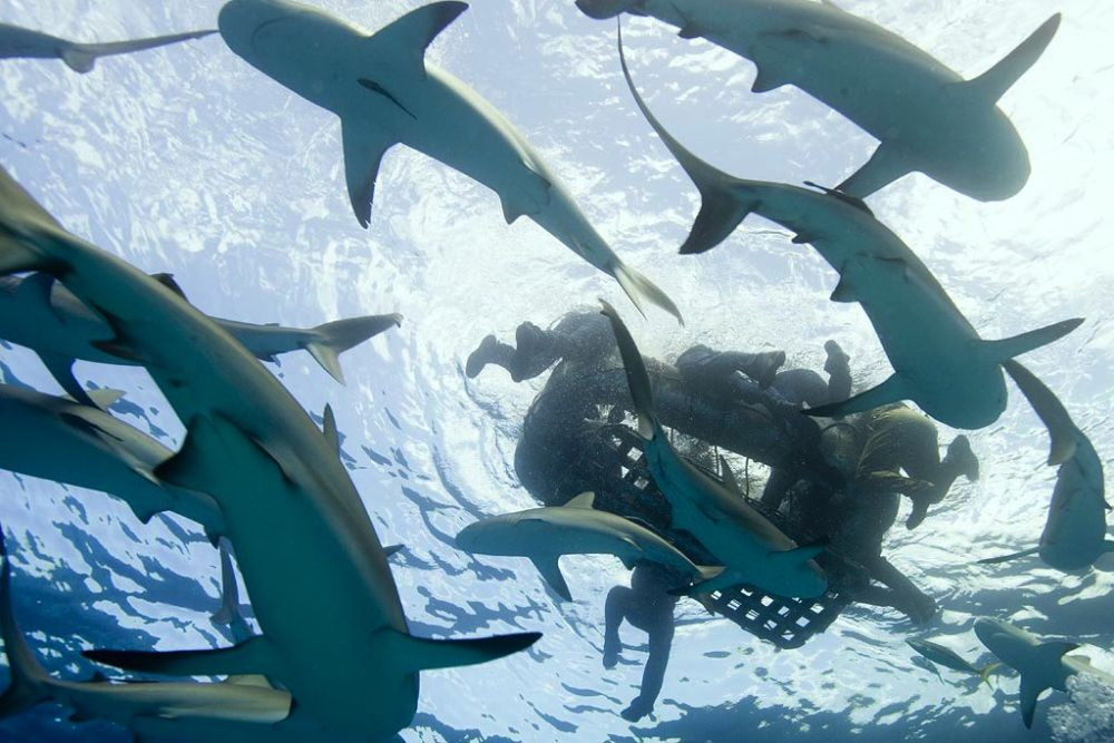 Khoảng 300 người bị mắc kẹt bên trong và chết chìm cùng con tàu. 900 người khác đã rơi xuống nước và nhiều trong số họ đã chết vì đuối nước, bị cá mập tấn công, bị suy kiệt hoặc chấn thương do vụ nổ.