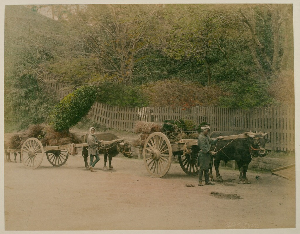 Xe bò kéo thường được dùng để chở hàng hóa nhưng cũng có thể chở người khi cần thiết.