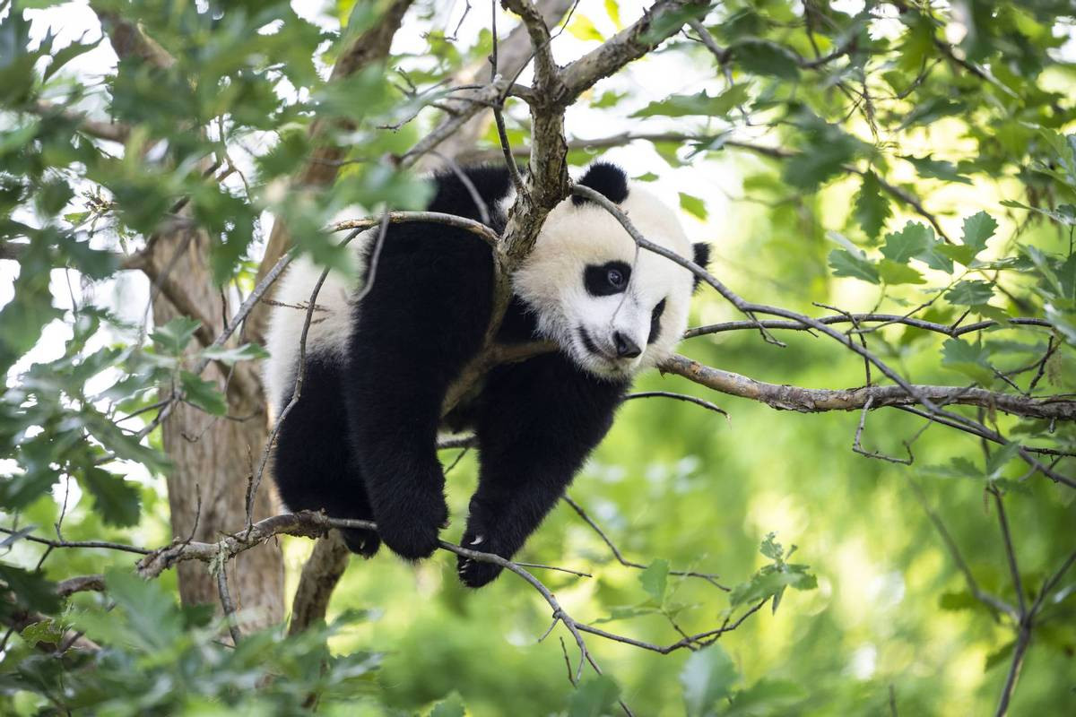 Gấu trúc hay panda (Ailuropoda malanoleuca) dài 1,2-1,8 mét, là loài gấu nguy cấp sống ở các khu rừng miền Trung Trung Quốc, đôi khi được xếp vào một họ riêng. Dù được xếp vào nhóm thú ăn thịt, thức ăn của gấu trúc chủ yếu là tre trúc. Do thức ăn nghèo dinh dưỡng, chúng rất ít vận động.