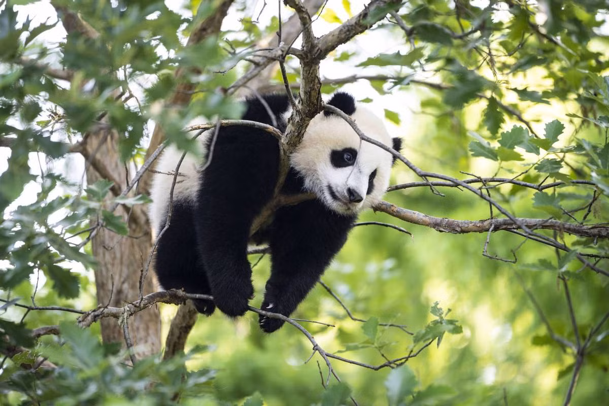 Gấu trúc hay panda (Ailuropoda malanoleuca) dài 1,2-1,8 mét, là loài gấu nguy cấp sống ở các khu rừng miền Trung Trung Quốc, đôi khi được xếp vào một họ riêng. Dù được xếp vào nhóm thú ăn thịt, thức ăn của gấu trúc chủ yếu là tre trúc. Do thức ăn nghèo dinh dưỡng, chúng rất ít vận động.