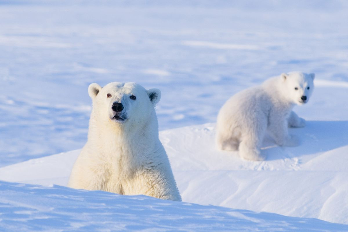 Gấu Bắc Cực hay gấu trắng (Ursus maritimus) dài 1,8-2,8 mét, là một trong những loài săn mồi lớn nhất trên cạn. Gấu trắng chủ yếu sống trên băng ở Bắc Cực. Chúng bơi rất giỏi, chế độ ăn chỉ có thịt, không có thực vật. Tình trạng biến đổi khí hậu đang khiến số lượng gấu trắng giảm mạnh.