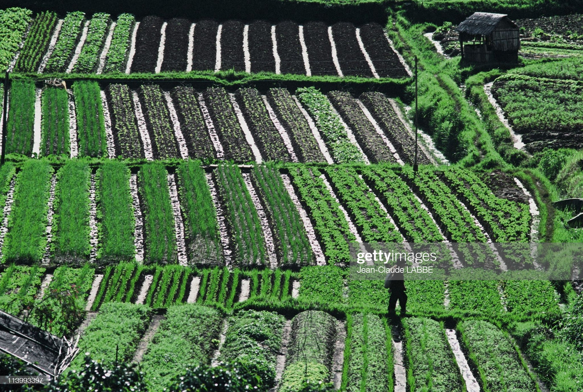 Những ruộng rau xanh mướt ở ngoại vi thành phố Đà Lạt.