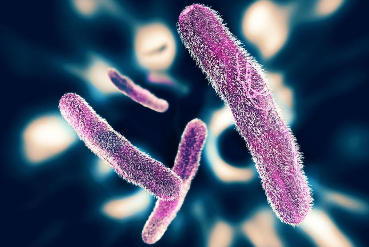 Vi khuẩn Shigella dysenteriae 1-3 µm, là loài vi khuẩn đường ruột có thể tiết ra độc tố shiga gây dịch kiết lị. Chỉ cần 10 cá thể vi khuẩn là đủ để gây bệnh.