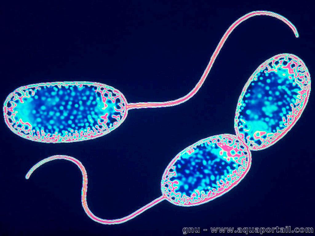Chi vi khuẩn Nitrobacter sp. gốm các loài vi khuẩn sống trong đất dài 0,6-4 µm. Chúng đóng vai trò quan trọng trong chu trình nitơ thông qua phản ứng ôxi hóa nitrit thành nitrat, góp phần làm sạch nước và tăng độ màu mỡ cho đất.