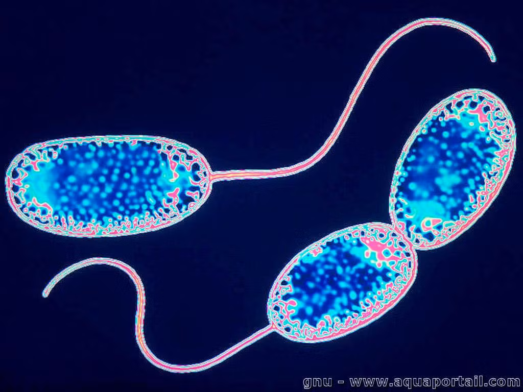 Chi vi khuẩn Nitrobacter sp. gốm các loài vi khuẩn sống trong đất dài 0,6-4 µm. Chúng đóng vai trò quan trọng trong chu trình nitơ thông qua phản ứng ôxi hóa nitrit thành nitrat, góp phần làm sạch nước và tăng độ màu mỡ cho đất.